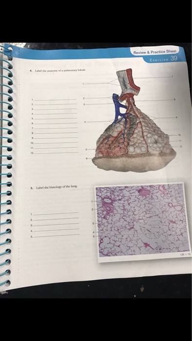 Question: Labelthe histology of lung Review & Practice Sheet