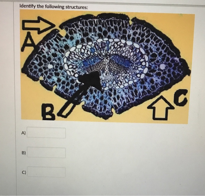 Question: Identify the following structures: 2 A) B) C)
