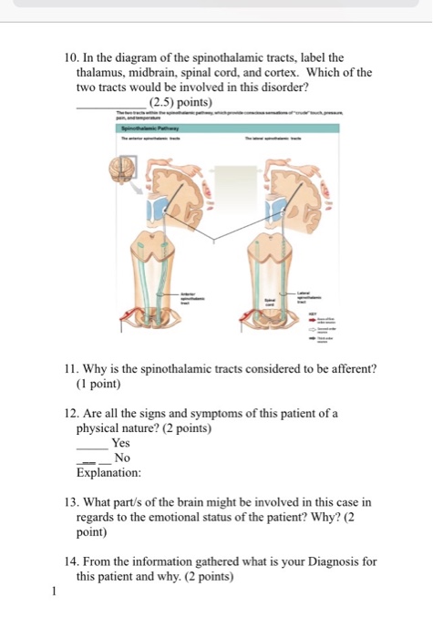 Question: Human Anatomy & Physiology ITheory Case Study #2: 25 Points Case Study 2: Fibromyalgia Case Prese...