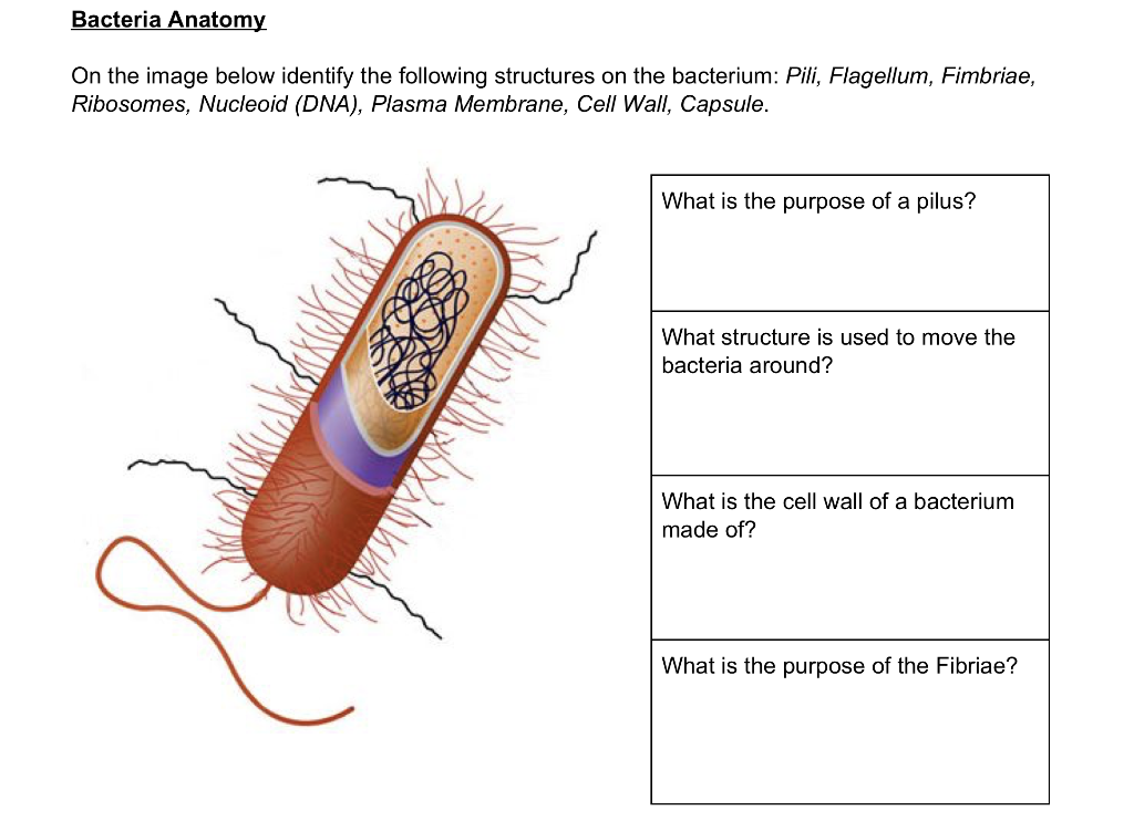 What Is The Function Of The Fimbriae In A Bacterial Cell Slidesharedocs