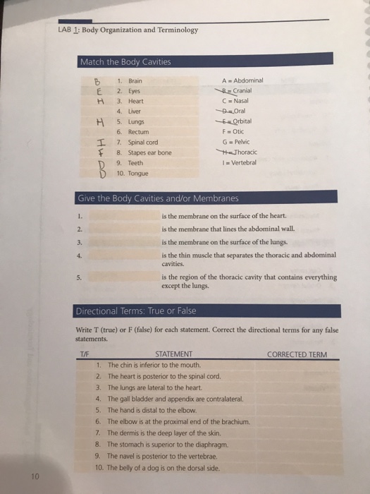 Laboratory Exercise Body Organization And Terminology Answers