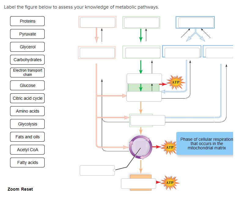 Solved Label The Figure Below To Assess Your Chegg