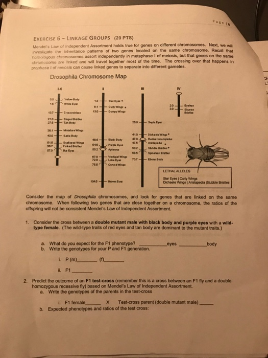 Solved Pagets EXERCISE 5 RECIPROCAL CROSSES FOR SEX LINKED Chegg