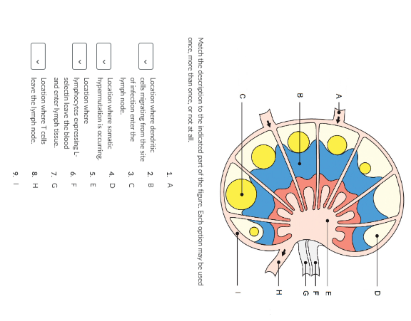 Solved Match The Description To The Indicated Part Of The Chegg