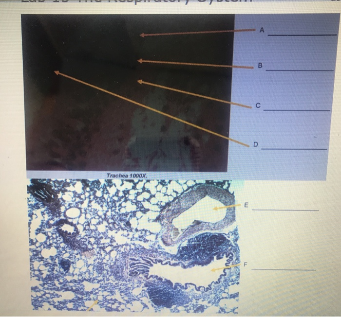 Label The Arrows In The Slide Images Below A Click Chegg