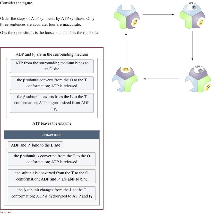 Solved Order The Steps Of Atp Synthesis By Atp Synthase Chegg