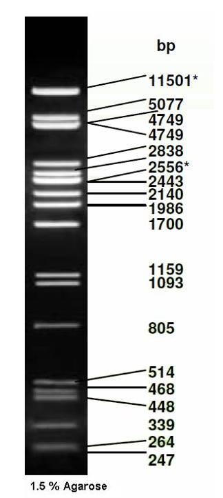 Solved Examine The Gels Below And Write A Paragraph That Chegg