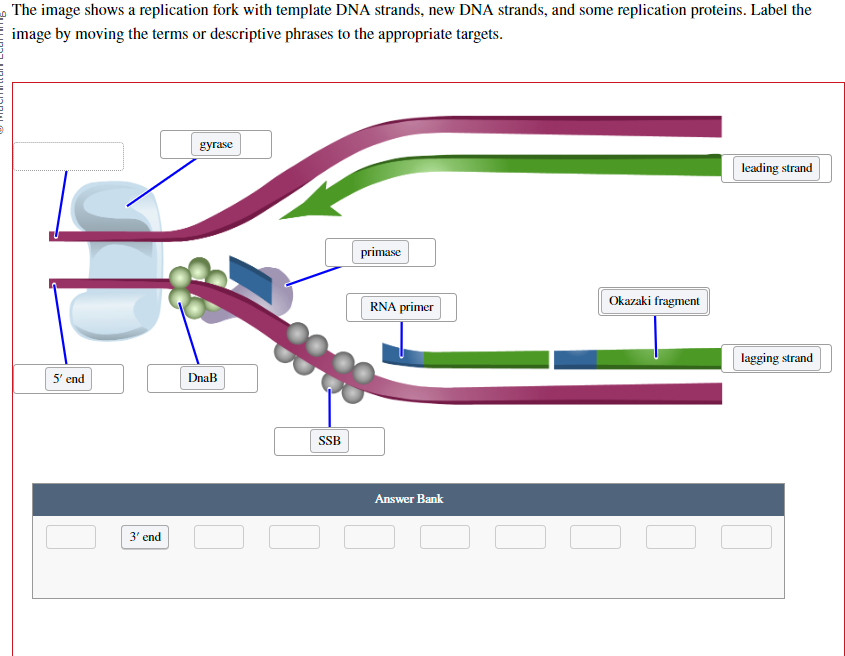 The Image Shows A Replication Fork With Template DNA Chegg