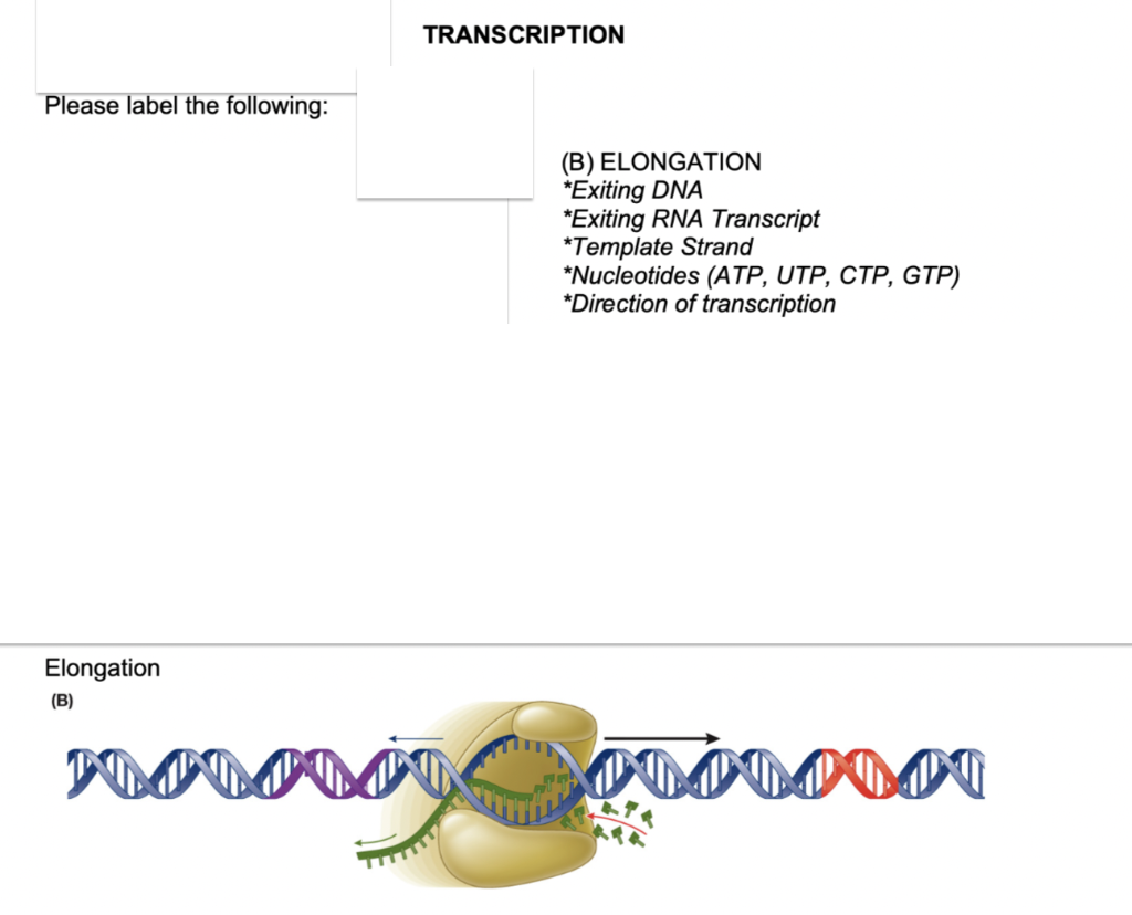 Solved Elongation B Chegg