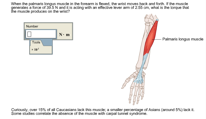 When The Palmaris Longus Muscle In The Forearm | Chegg.com