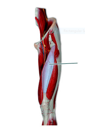 Solved Which Muscle Is Highlighted O Semimembranosus O Chegg