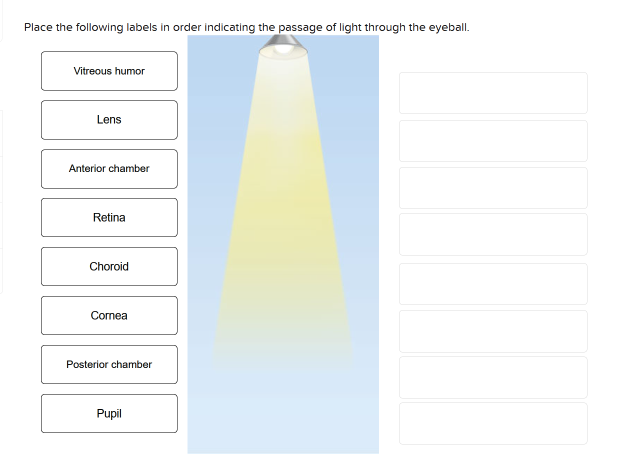 Solved Place The Following Labels In Order Indicating The Chegg