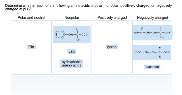 positively charged amino acids