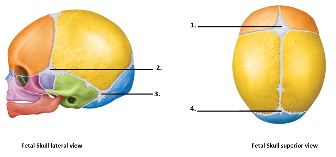 Solved A B C G F D E Fetal Skull Lateral View Fetal Chegg