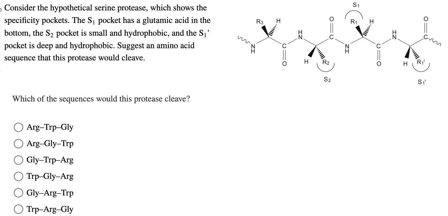 Solved Consider The Hypothetical Serine Protease Which Chegg