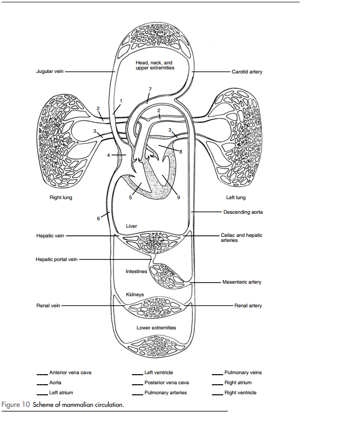 Solved Head Neck And Upper Extremities Jugular Vein Chegg