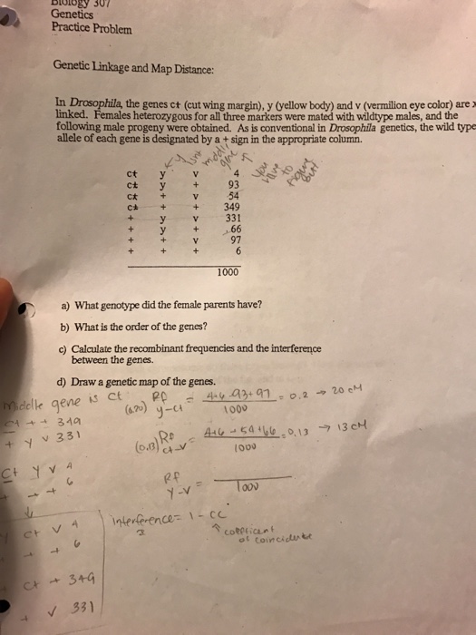 Solved Genetic Linkage And Map Distance In Drosophila The Chegg