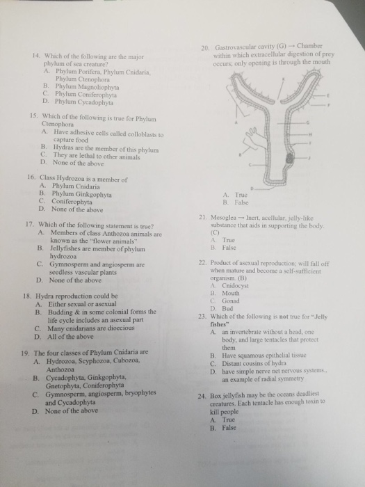 Solved Gastrovascular Cavity G Chamber Within Which Chegg