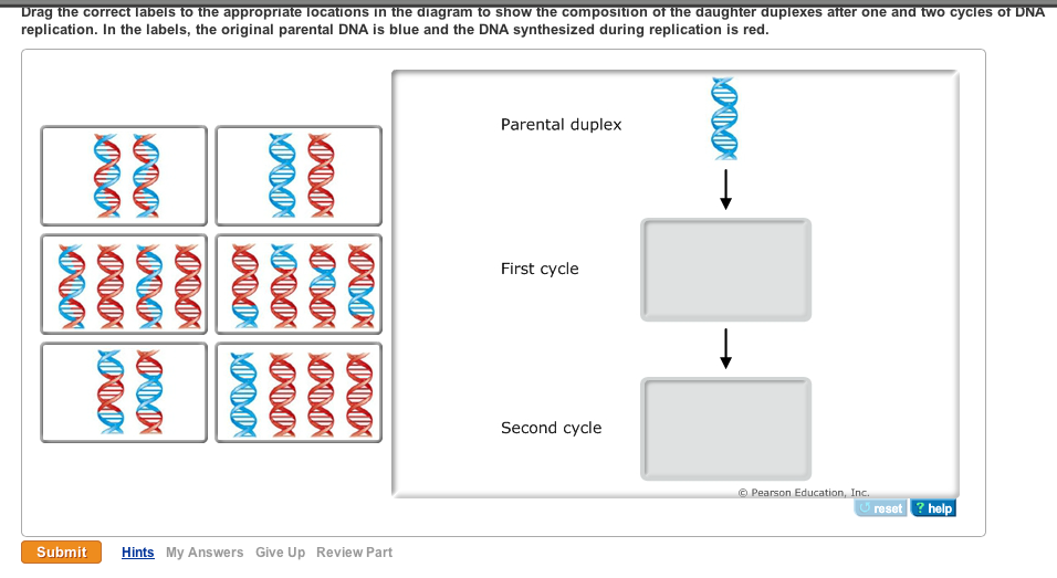 I Am New With This. Please Help DNA Replication ... | Chegg.com