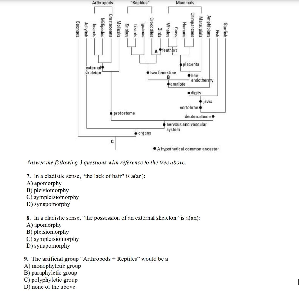 Solved Arthropods Reptiles Mammals Sponges Jellyfish Chegg