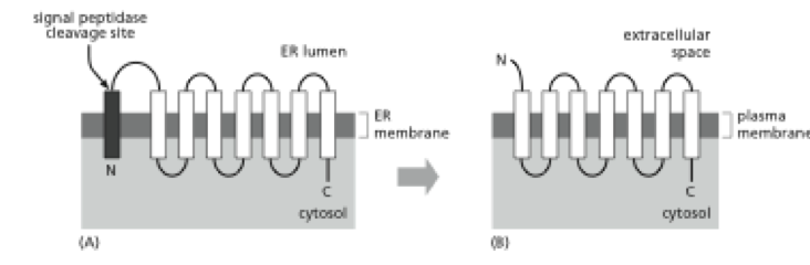 single pass vs multipass transmembrane protein