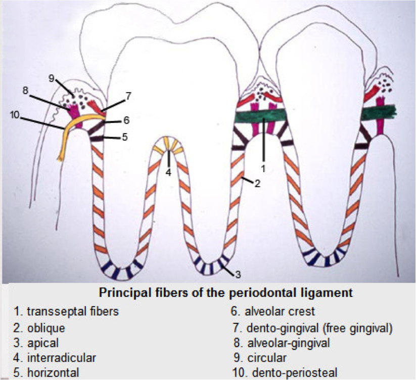 Gingival Fiber