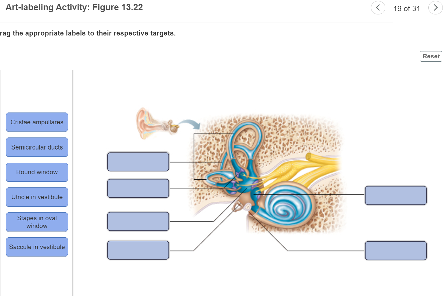 Solved Art Labeling Activity Figure B Of Drag Chegg