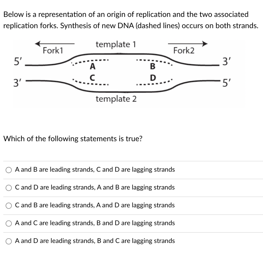 Solved Below Is A Representation Of An Origin Of Replication Chegg