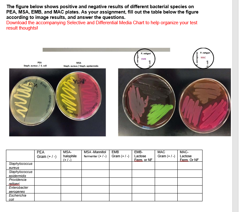 Solved The Figure Below Shows Positive And Negative Results Chegg