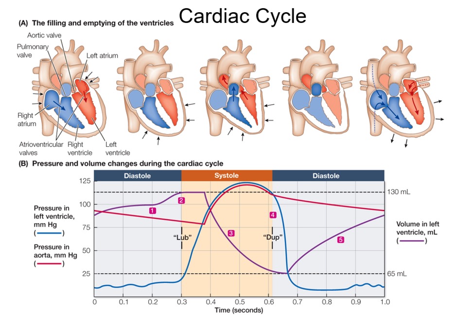 Solved A The Filling And Emptying Of The Ventricles Chegg