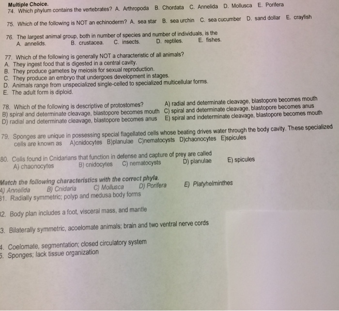 Solved: Which Phylum Contains The Vertebrates? A. Arthropo... | Chegg.com