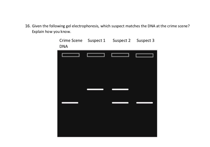 Solved 16 Given The Following Gel Electrophoresis Which Chegg