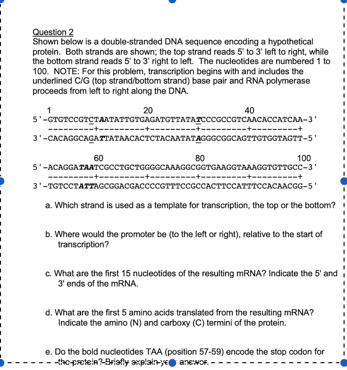 Solved Question 2 Shown Below Is A Double Stranded DNA Chegg