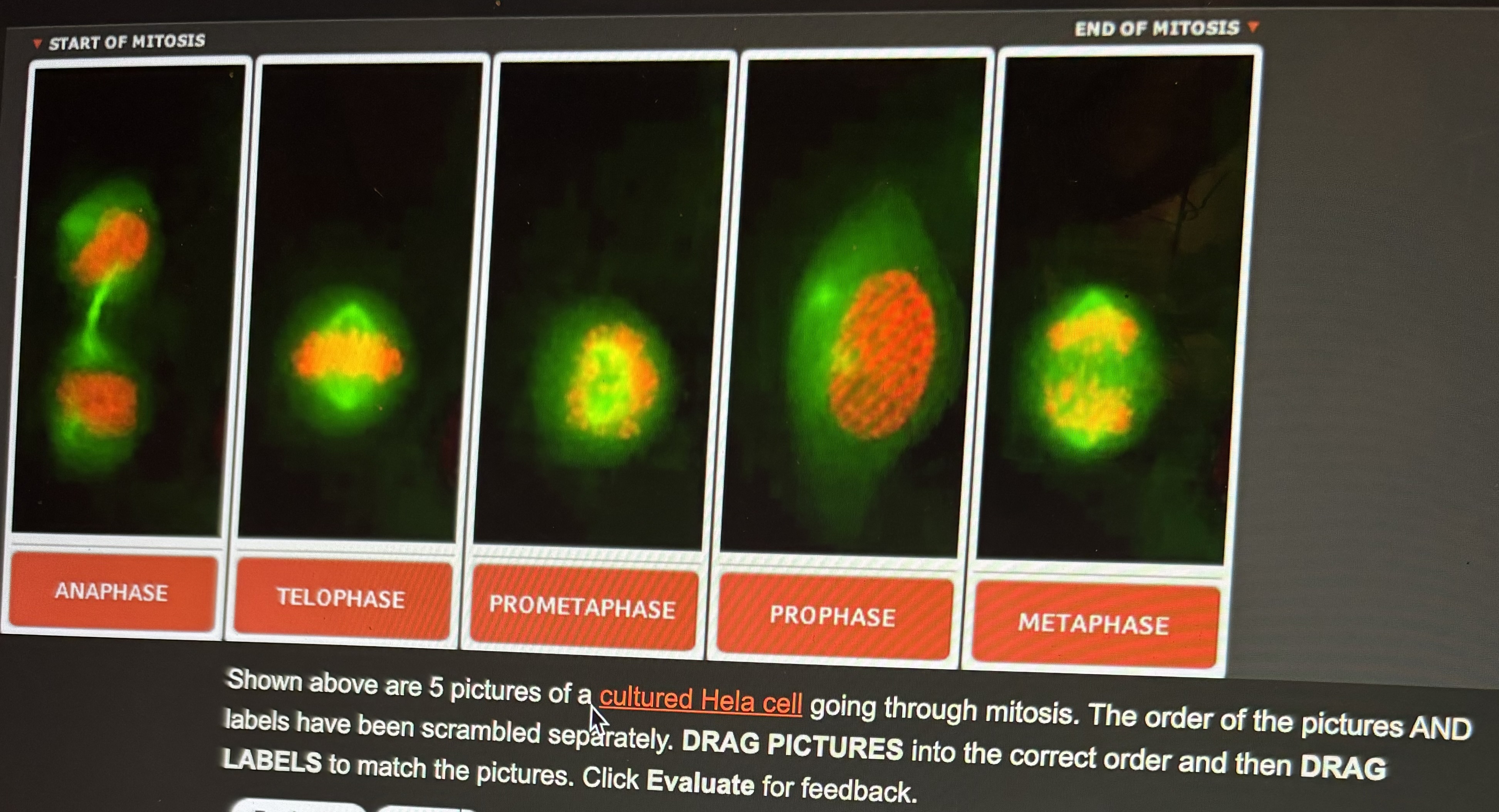 Solved Mnown Above Are Pictures Of A Cultured Hela Cell Chegg