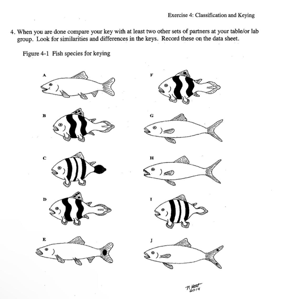 Solved Construct A Dichotomous Key For These Ten Fish On The Chegg