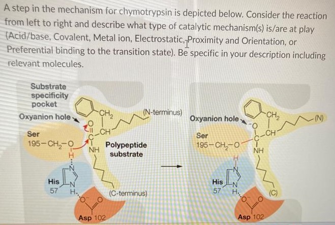 Solved A Step In The Mechanism For Chymotrypsin Is Depicted Chegg