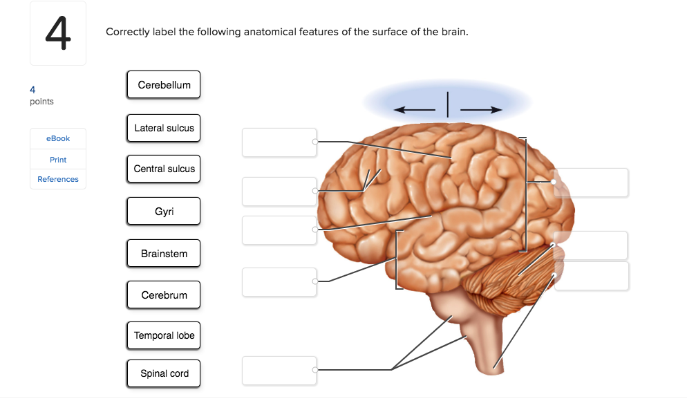 Anatomy Of Cerebrum Anatomical Charts Posters