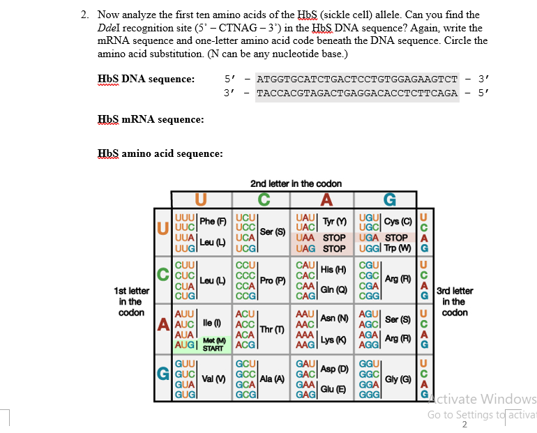 L I Sequence Analysis Of The Hbb Gene Procedure Chegg