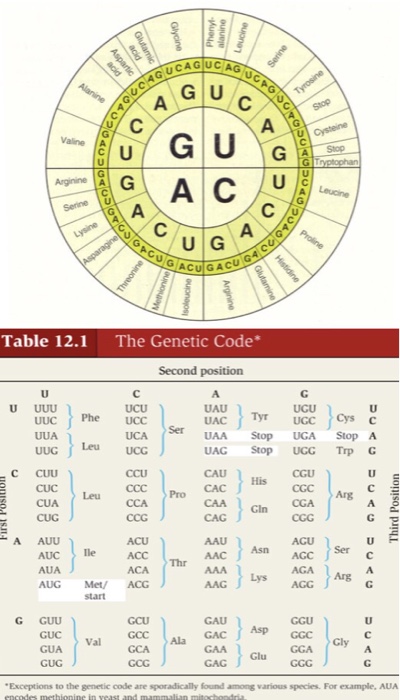 Dna Rna And Snorks Worksheet Answers + My PDF Collection 2021