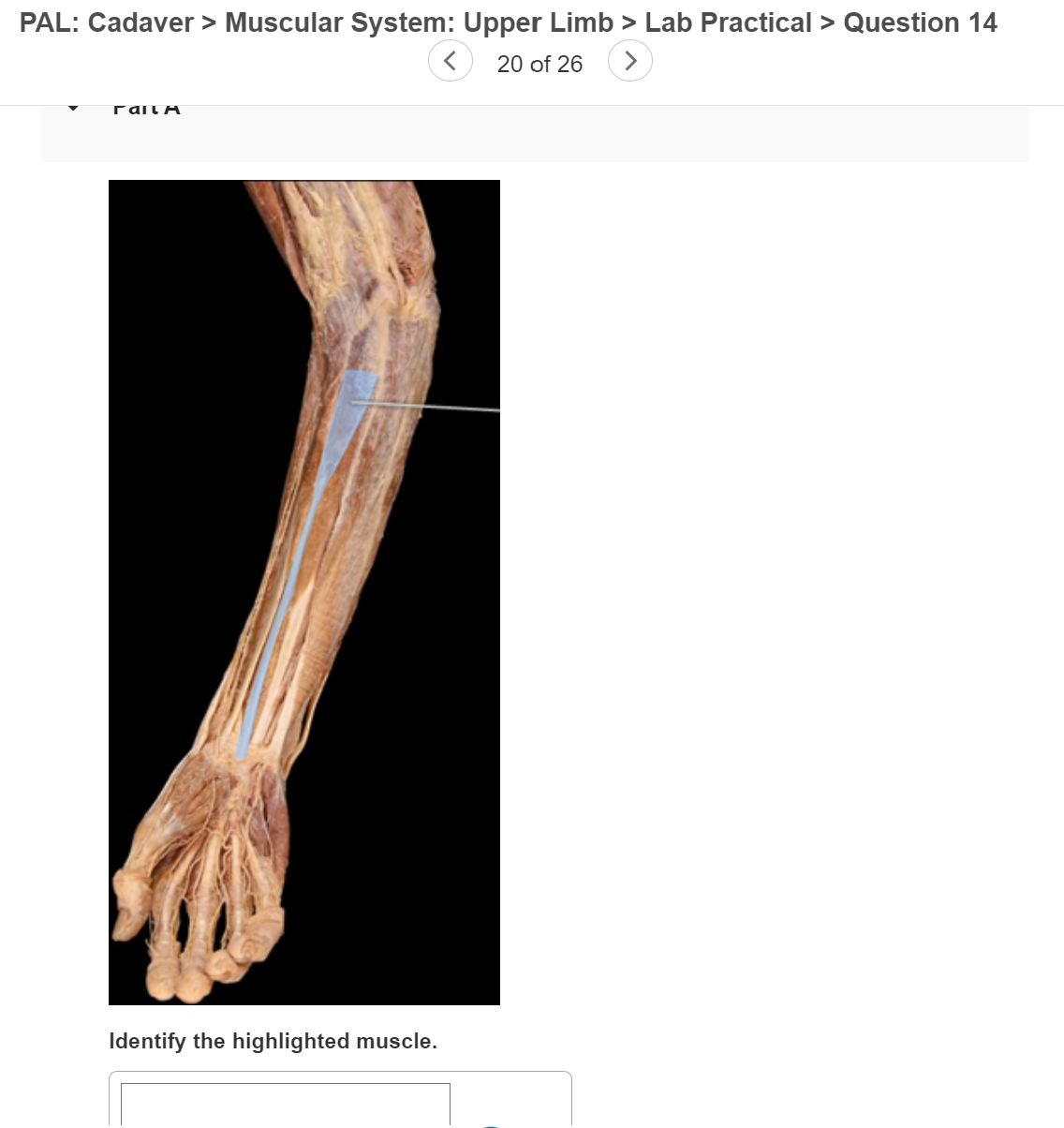 Solved PAL Cadaver Muscular System Head And Neck Lab Chegg