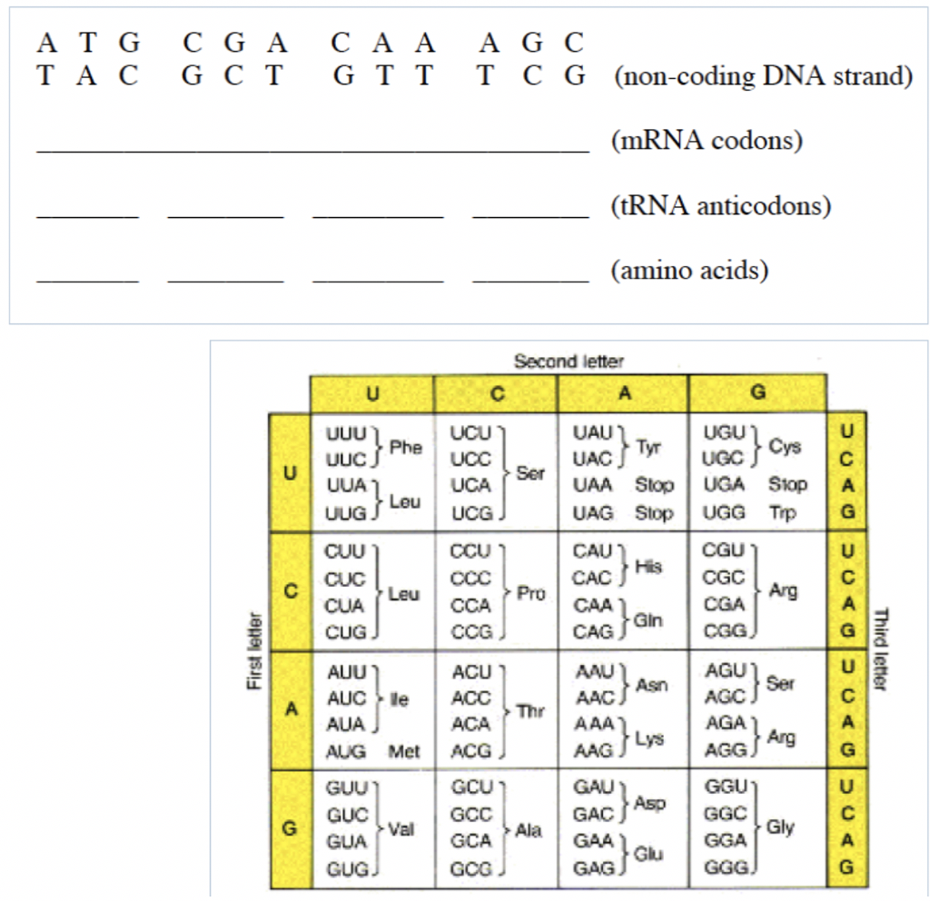 Dna Sequence Mrna Codon Trna Anticodon Amino Acid Chart Chart Walls