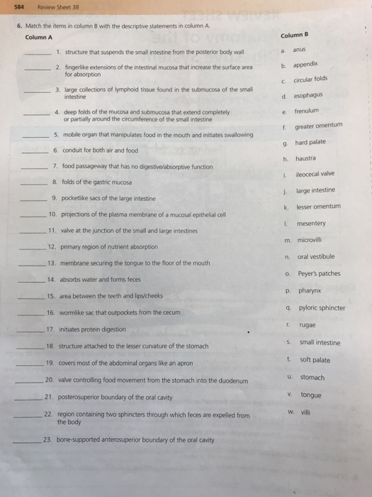 Solved Review Sheet Match The Items In Column B Chegg