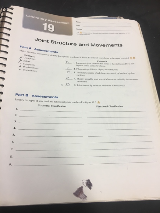 Laboratory Assessment 19 Oint Structure And Moveme...