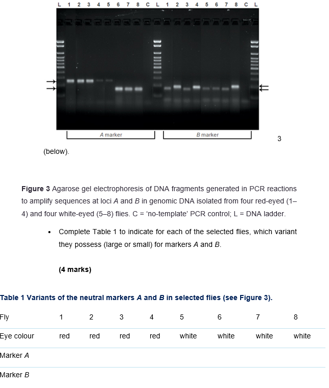 Solved Below Figure Agarose Gel Electrophoresis Of Dna Chegg