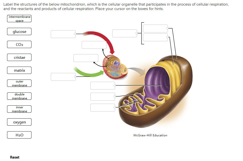 Solved Label The Structures Of The Below Mitochondrion Chegg