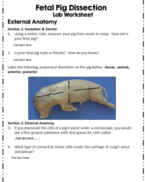 Fetal Pig Dissection Worksheets Answers