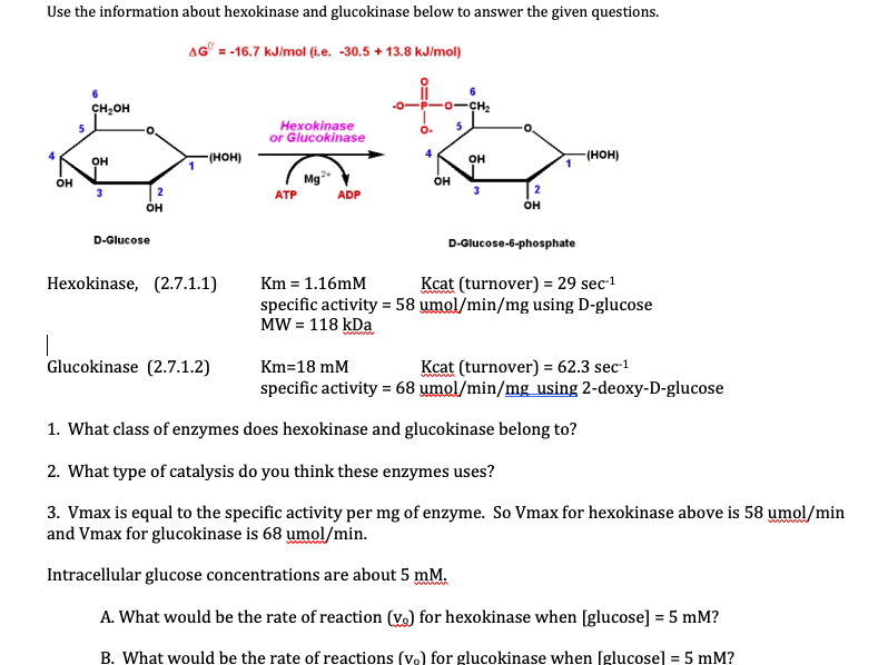 Solved Use The Information About Hexokinase And Glucokinase Chegg