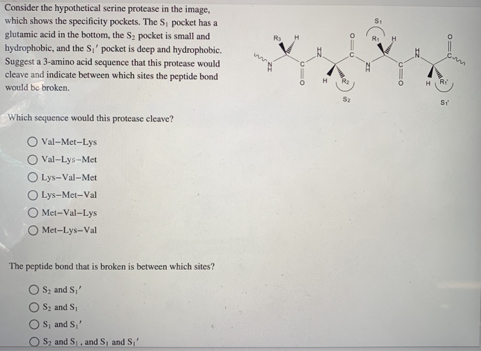 Solved Consider The Hypothetical Serine Protease In The Chegg