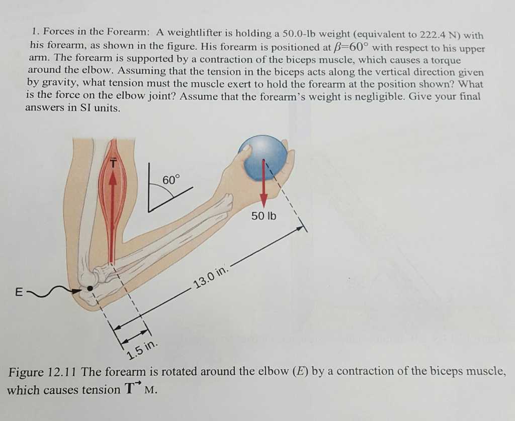 Solved 1 Forces In The Forearm A Weightlifter Is Holding A Chegg