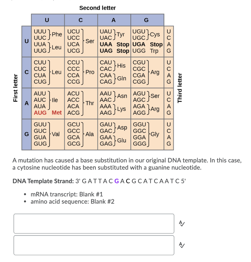 Solved Second letter U с A G UUU UUC UUA Phe UCU UCC UCA Chegg